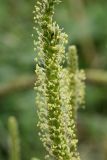 Plantago major