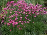 Armeria maritima