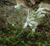 Ornithogalum navaschinii. Цветущее и плодоносящее растение. Азербайджан, Гобустанский заповедник. 10.04.2010.