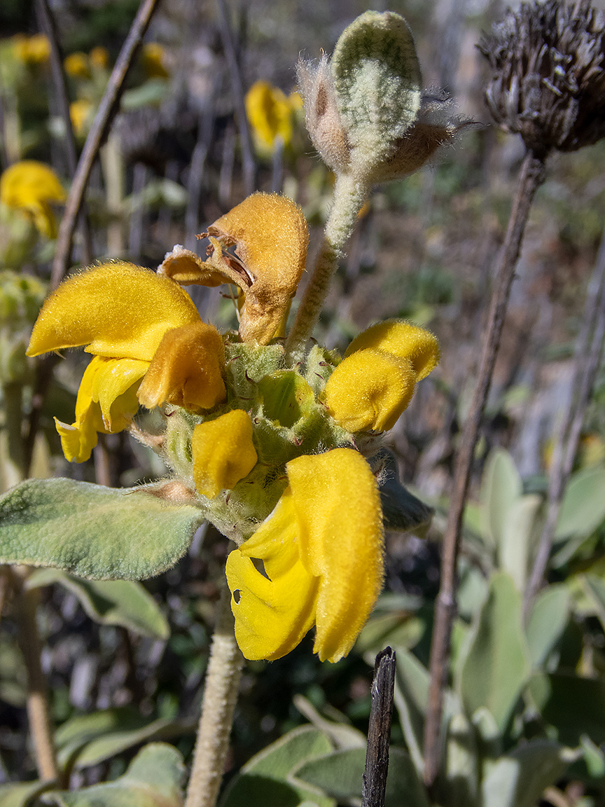 Image of Phlomis fruticosa specimen.