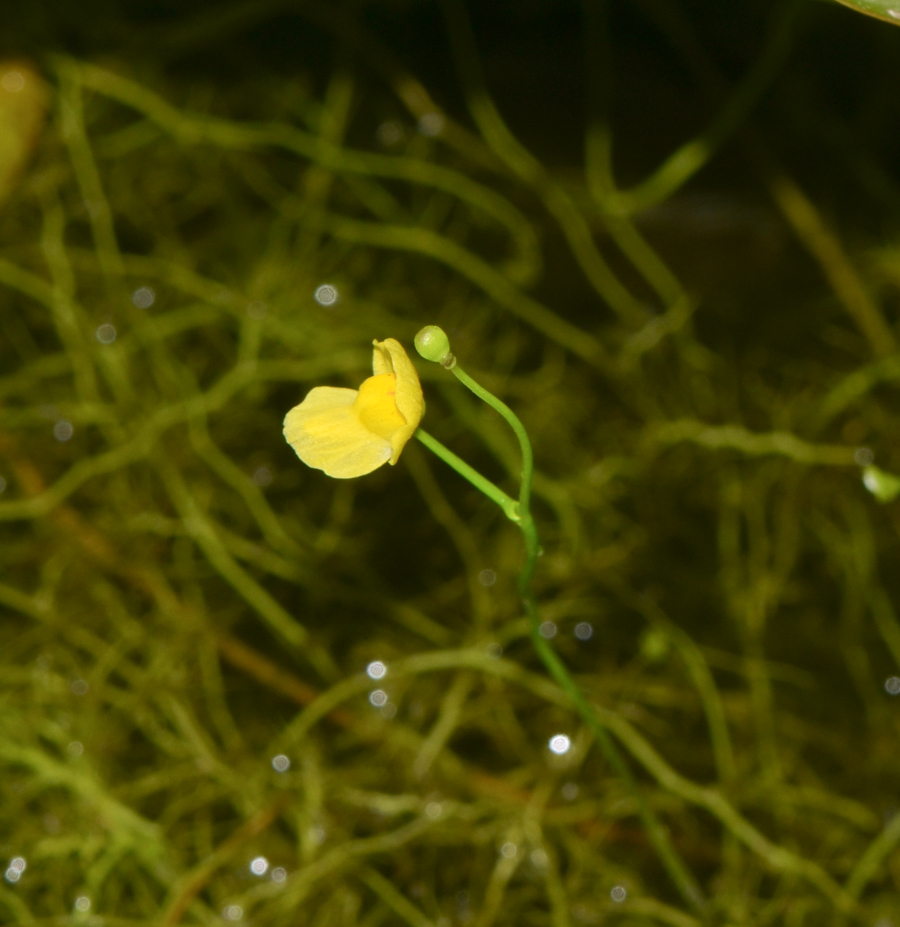 Image of Utricularia gibba specimen.