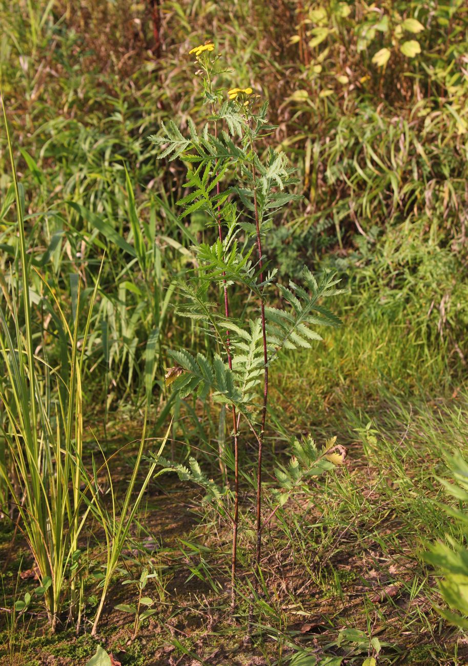 Изображение особи Tanacetum vulgare.