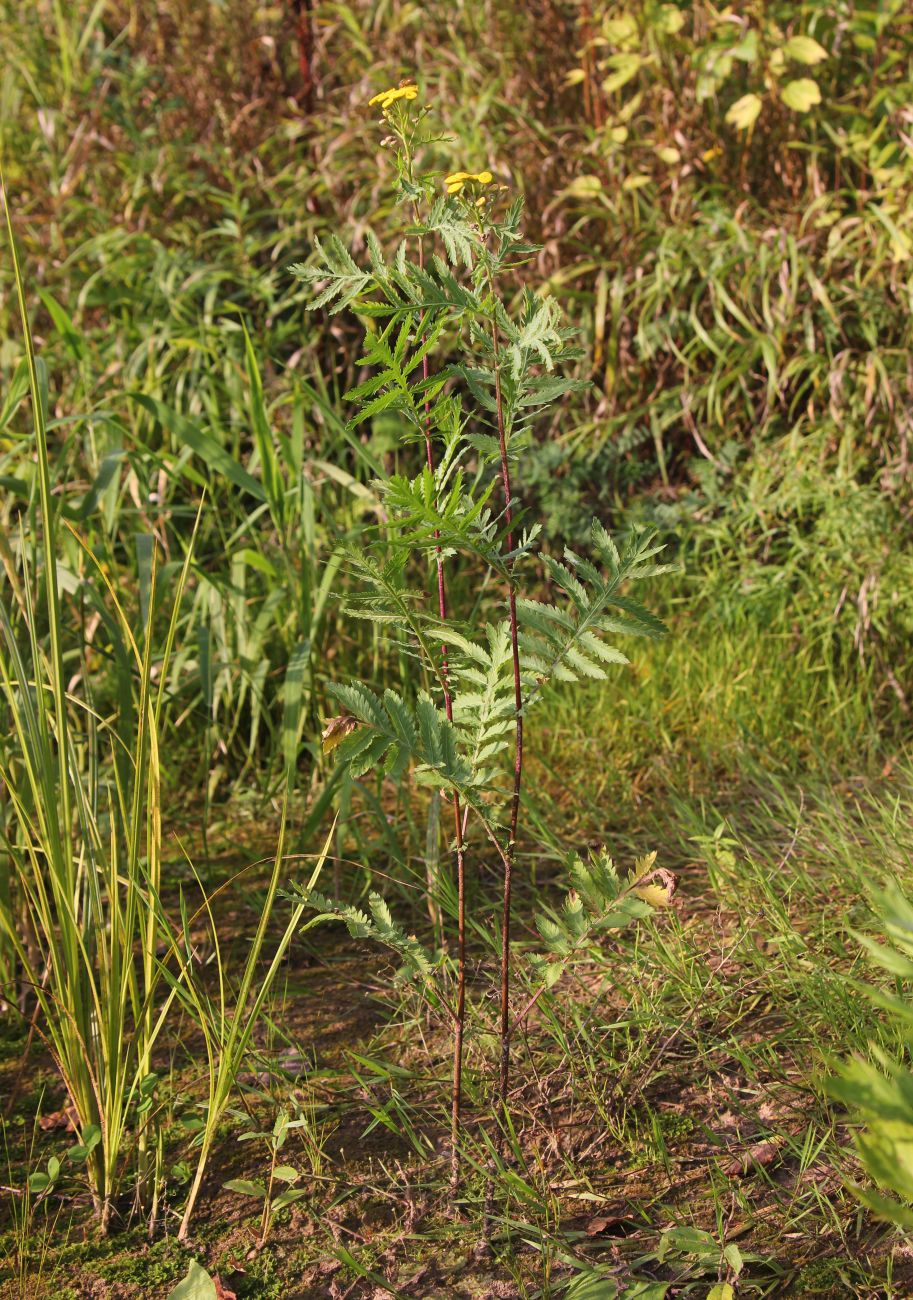 Image of Tanacetum vulgare specimen.