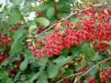 Berberis vulgaris