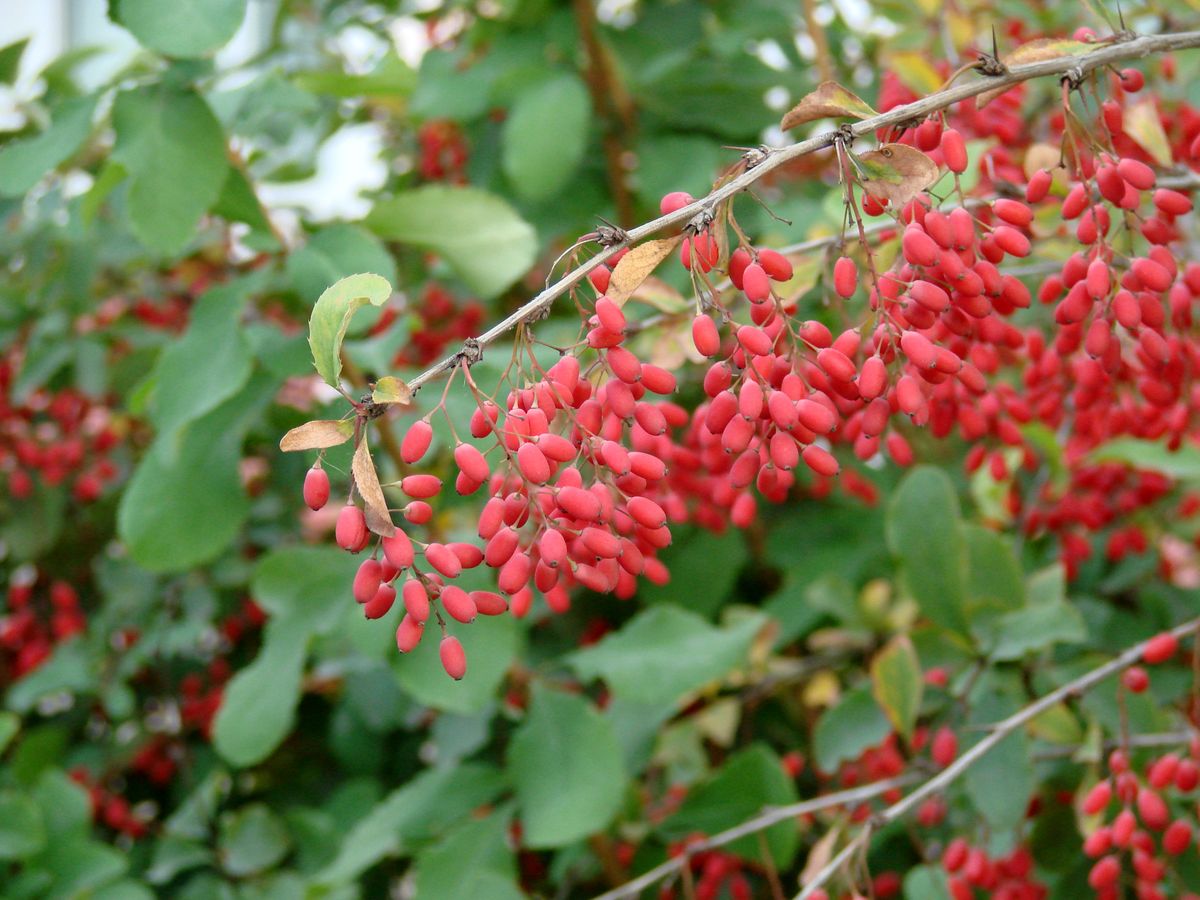 Image of Berberis vulgaris specimen.