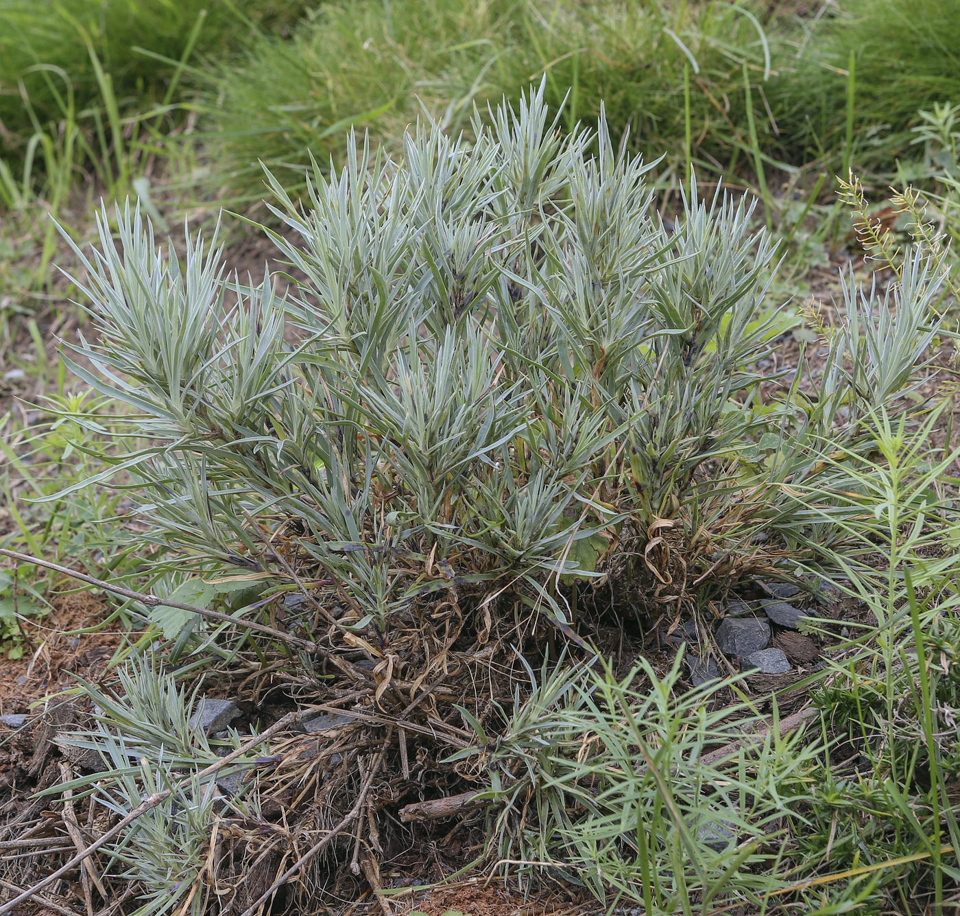 Image of genus Dianthus specimen.