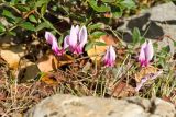 Cyclamen hederifolium подвид confusum. Цветущие растения. Греция, о-в Крит, ном Ханья (Νομός Χανίων), дим Киссамос (Κίσσαμος), окр. деревни Полириния (Πολυρρήνια), широколиственный лес вдоль русла временного водотока. 18 октября 2021 г.