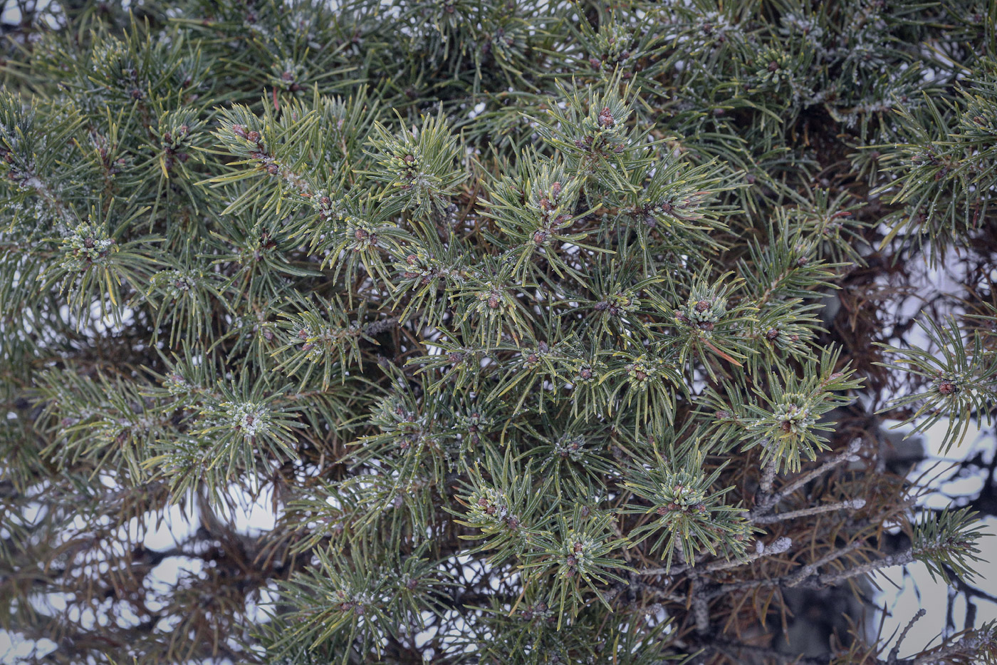 Изображение особи Picea glauca.