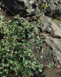 Scutellaria karjaginii. Цветущее растение в нижнем поясе гор. Азербайджан, окр. Гёйгёля (Ханлара). 15.04.2010.