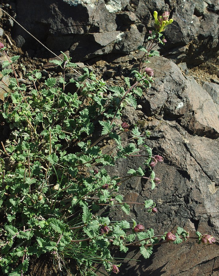 Image of Scutellaria karjaginii specimen.