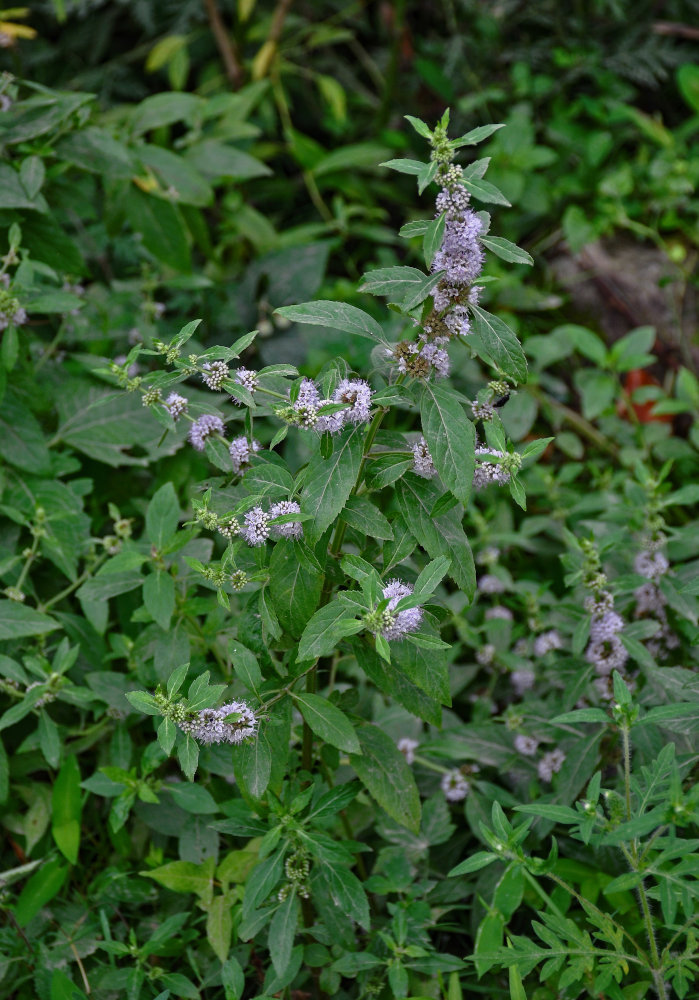 Image of Mentha canadensis specimen.