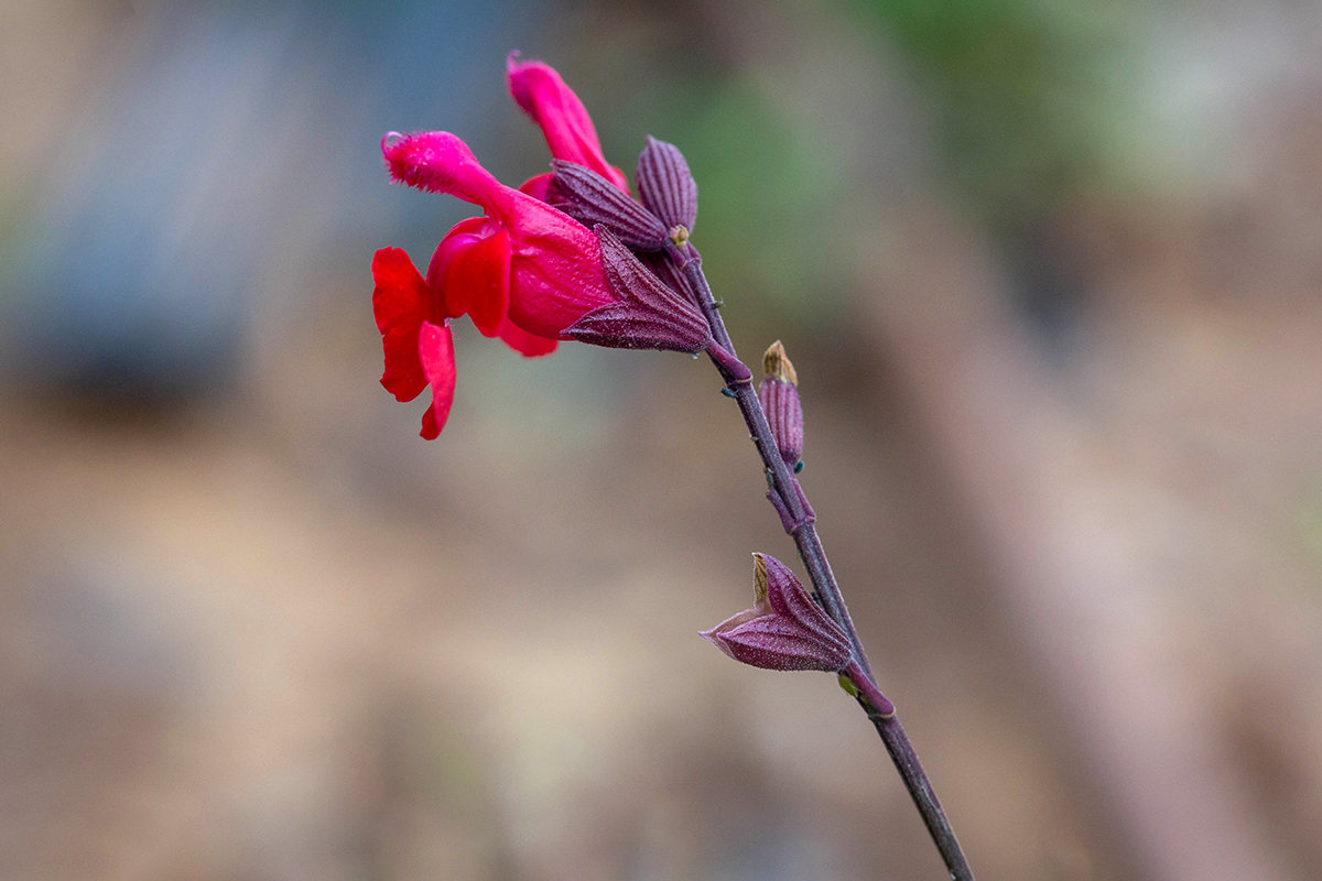 Изображение особи Salvia greggii.