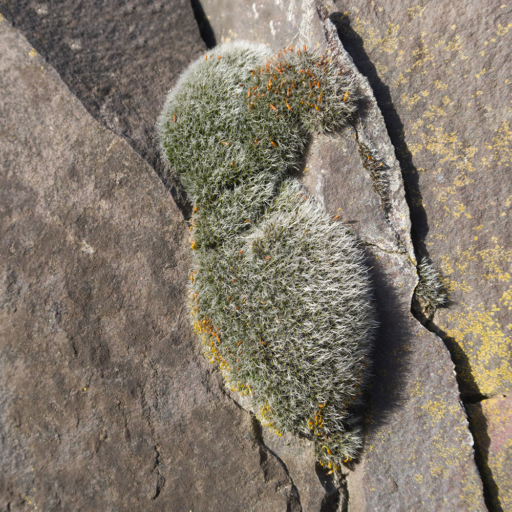 Image of genus Grimmia specimen.