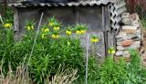 Fritillaria imperialis