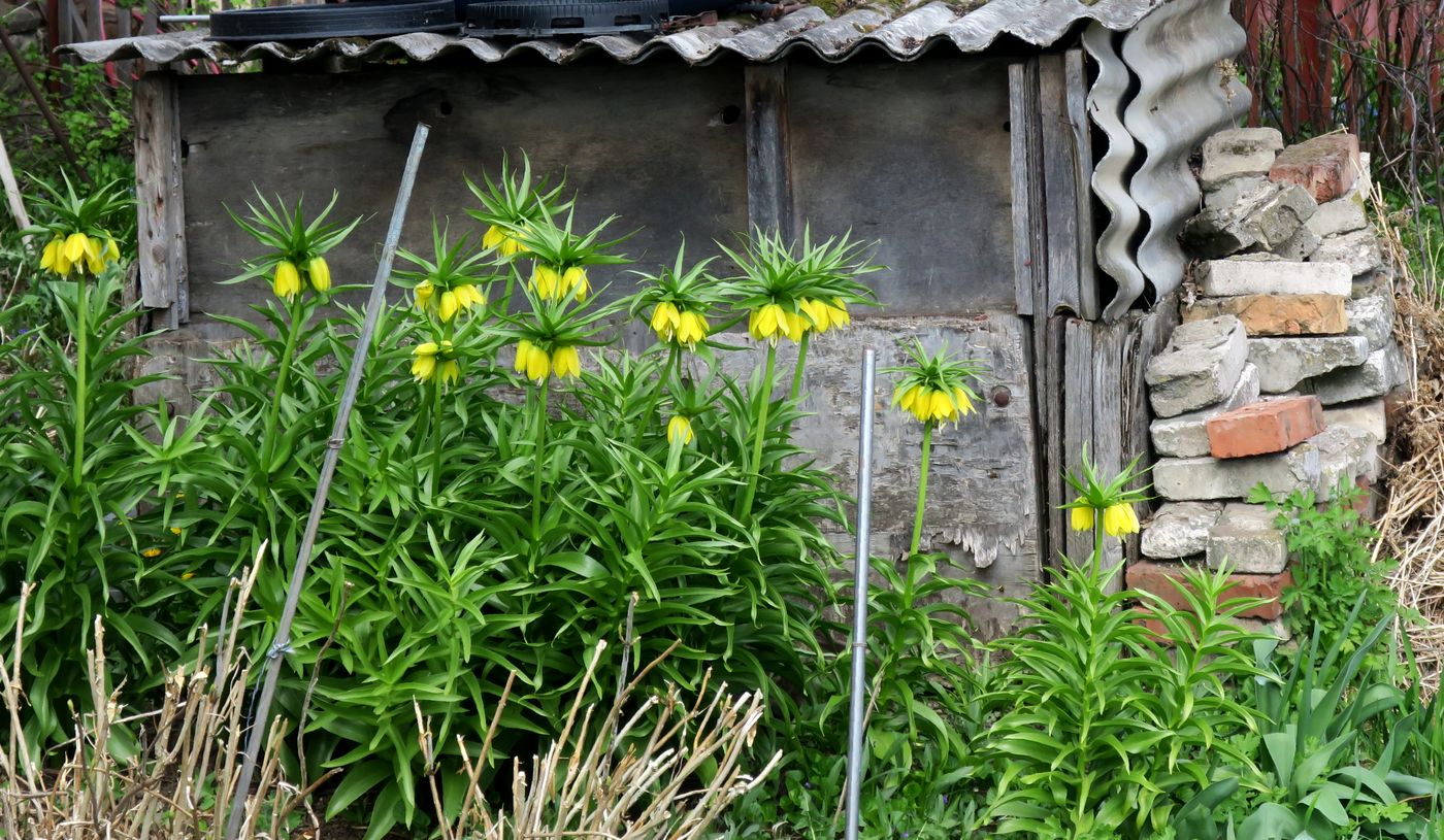 Image of Fritillaria imperialis specimen.