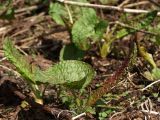 Rumex alpinus. Растение в начале вегетации. Северная Осетия, Ирафский р-н, хр. Танадор, южное подножие горы Кубус, около 1800 м н.у.м. 03.05.2022.