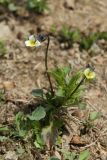 Viola arvensis