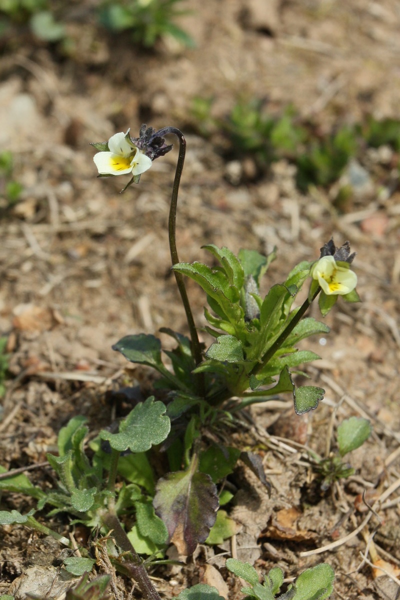 Image of Viola arvensis specimen.