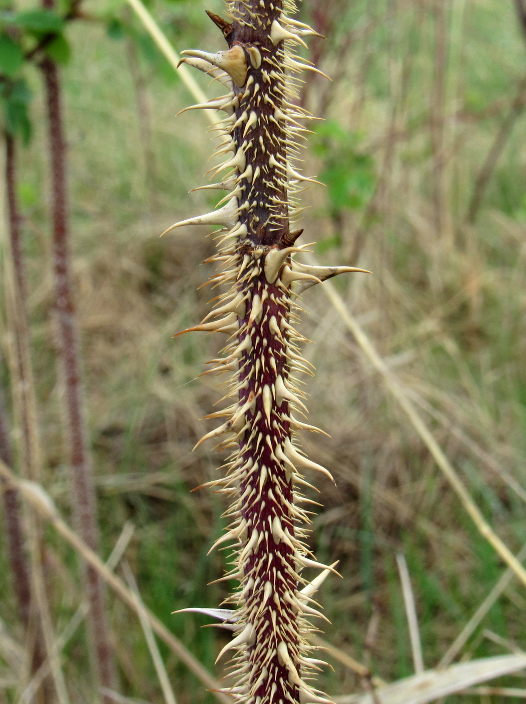 Image of Rosa laxa specimen.