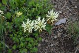 Trifolium canescens. Цветущее растение среди побегов чабреца (Thymus). Республика Ингушетия, Джейрахский р-н, окр. ур. Мухул, высота ок. 2000 м н.у.м., перешеек между двумя глубокими оврагами, луг. 18 июня 2022 г.