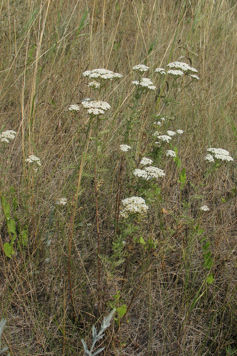 Изображение особи Achillea nobilis.