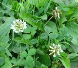 Trifolium repens