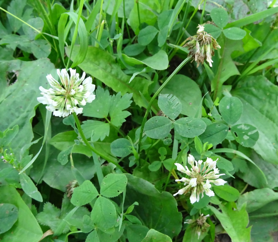 Изображение особи Trifolium repens.