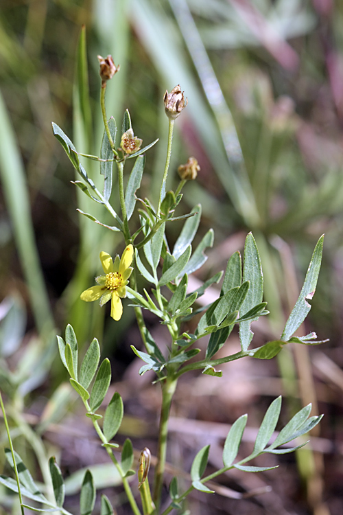 Image of Potentilla orientalis specimen.