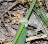 Hordeum spontaneum