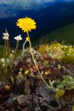 Anthemis marschalliana ssp. pectinata