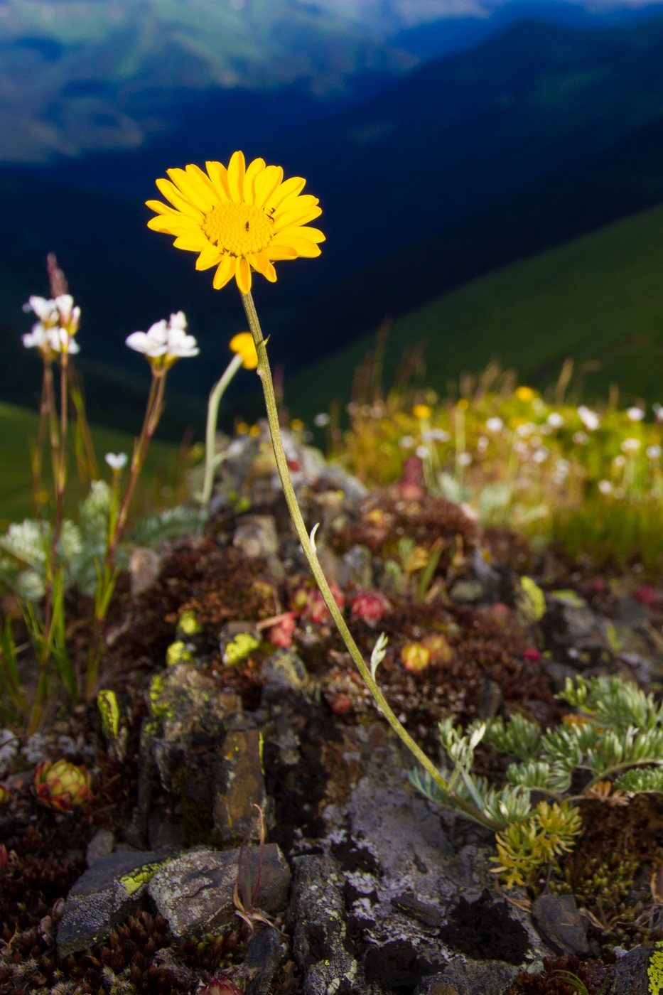 Изображение особи Anthemis marschalliana ssp. pectinata.