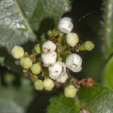 Viburnum tinus