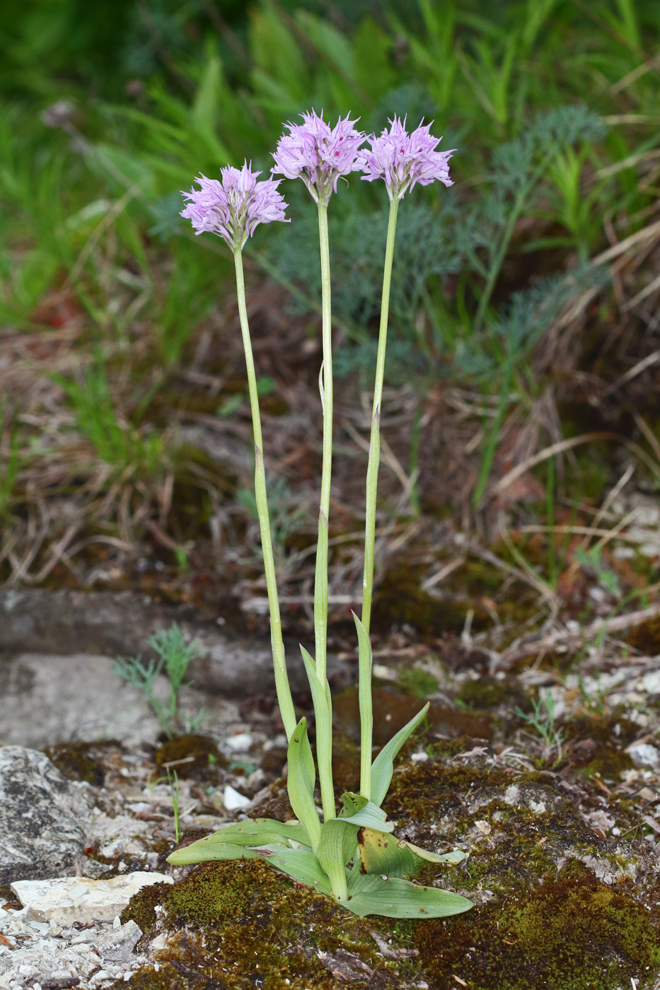 Изображение особи Neotinea tridentata.
