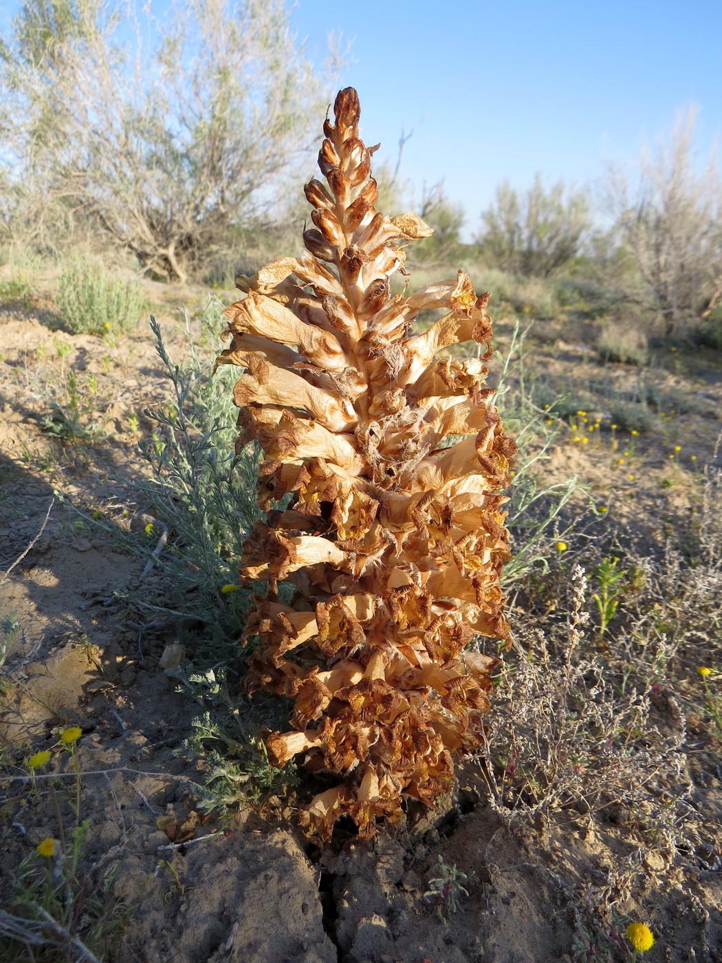 Image of Cistanche salsa specimen.