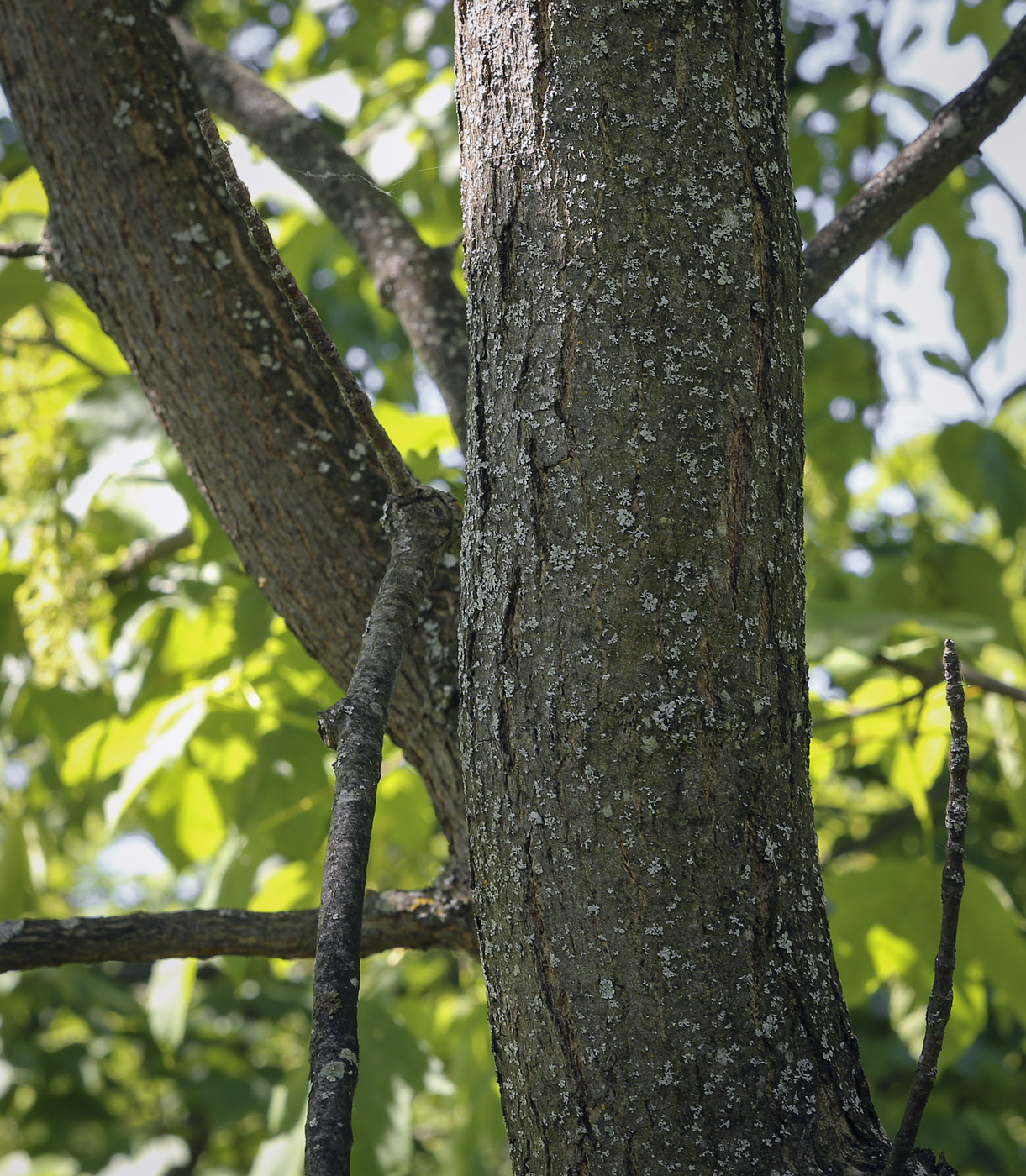 Image of Acer pseudoplatanus specimen.