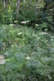 Thyselium palustre