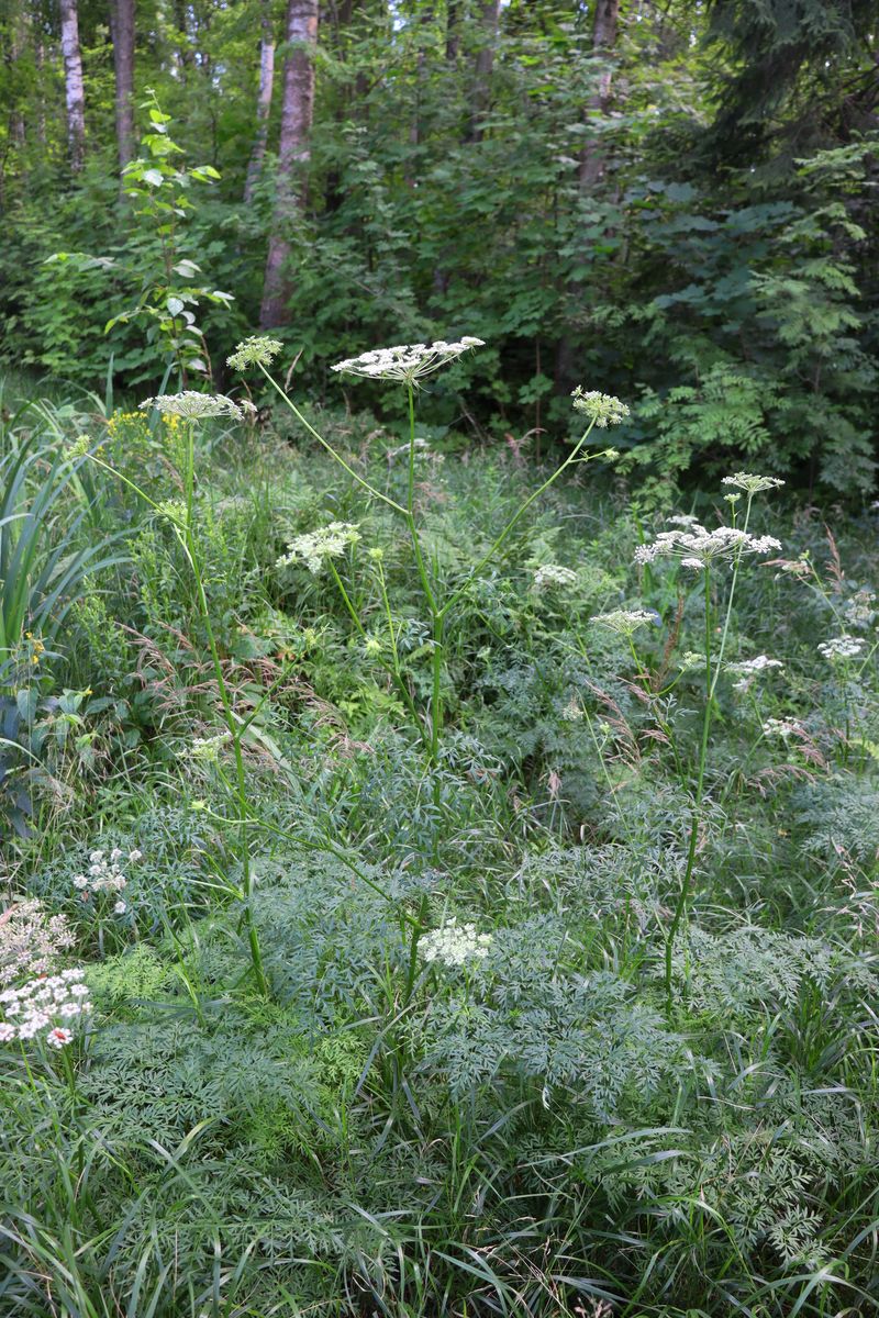 Изображение особи Thyselium palustre.