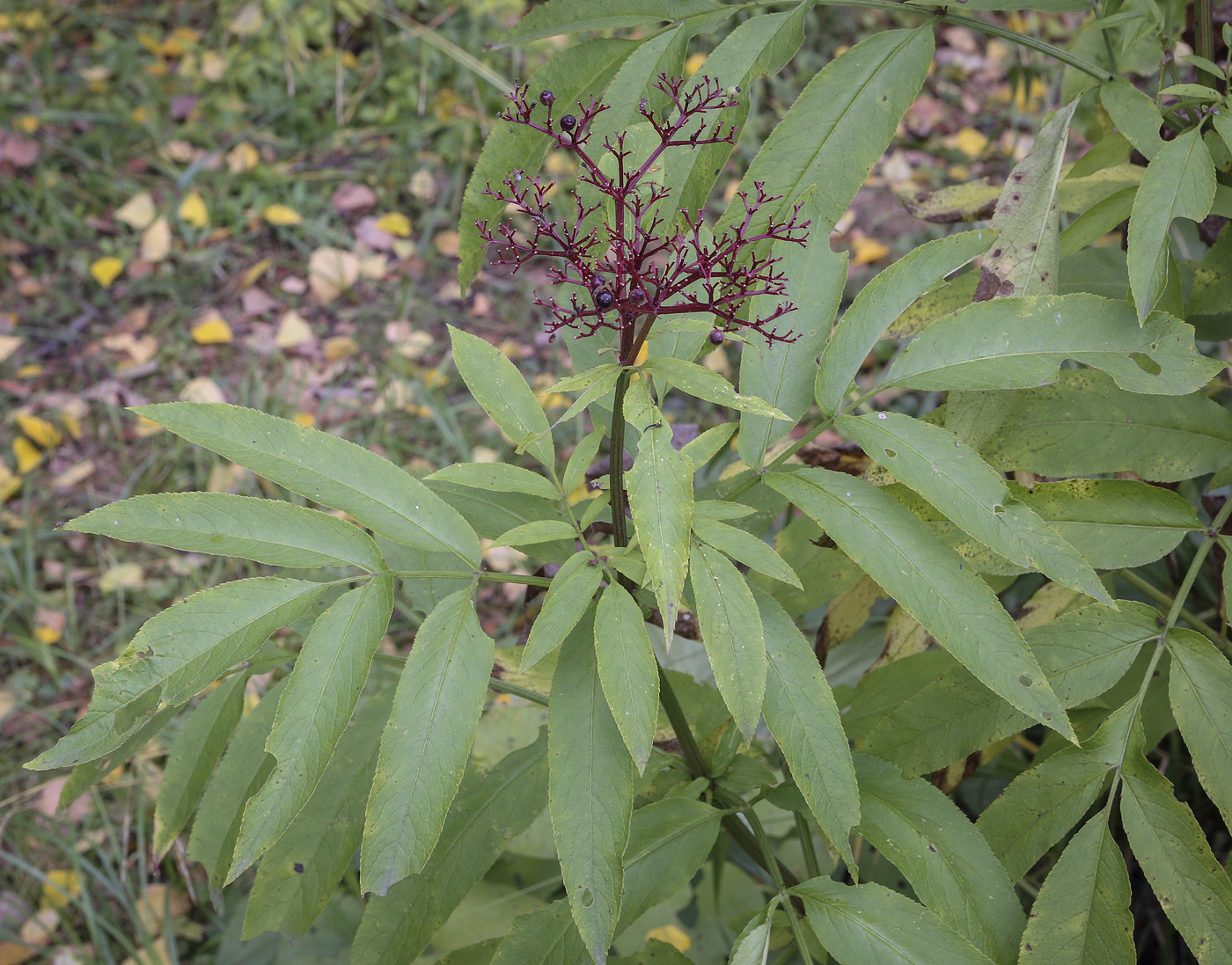 Изображение особи Sambucus ebulus.