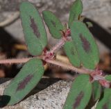 Euphorbia maculata