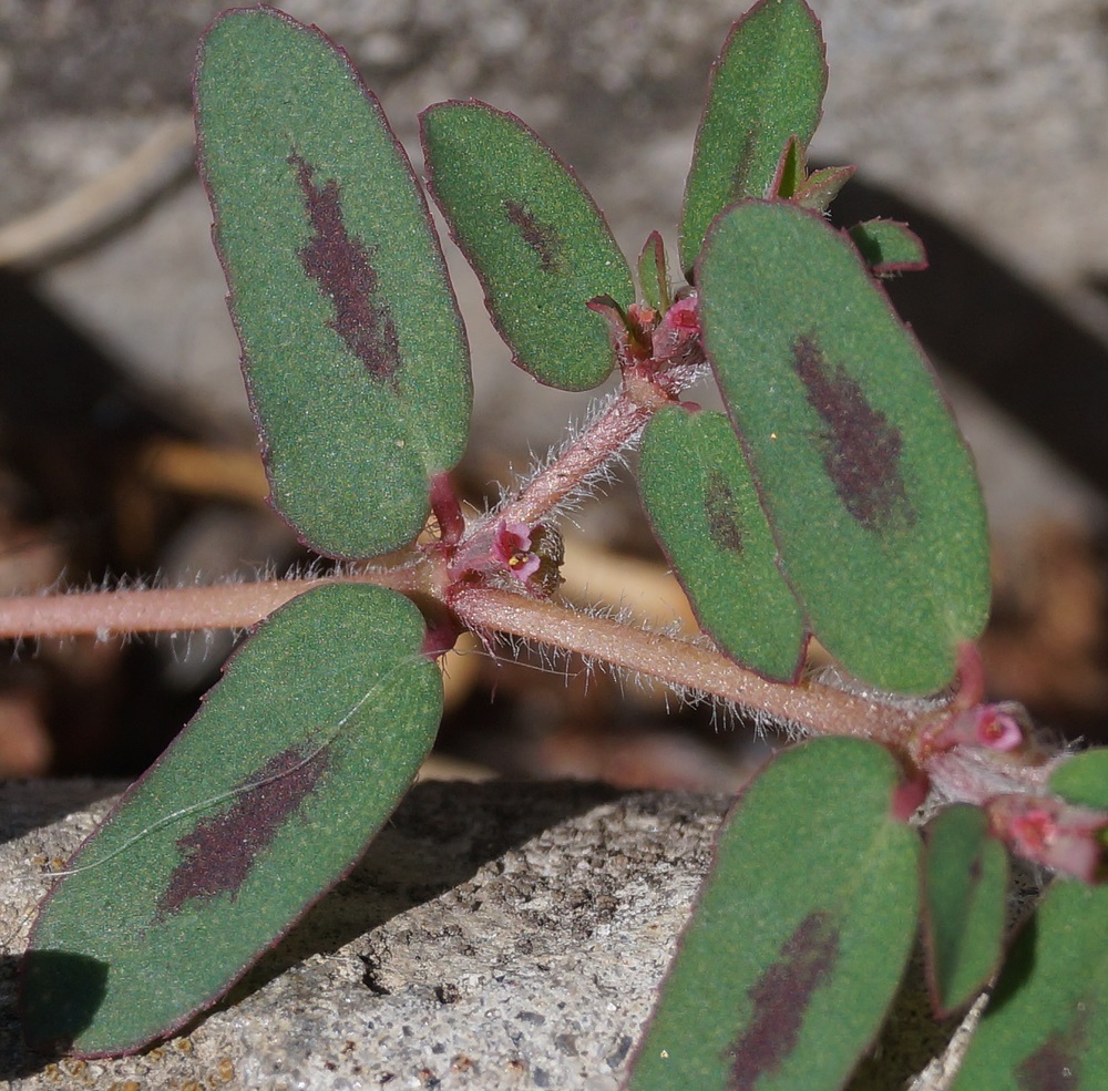 Изображение особи Euphorbia maculata.