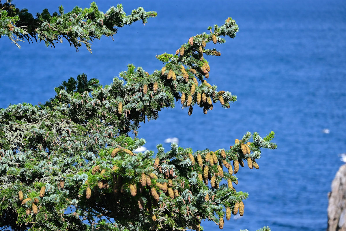 Изображение особи Picea ajanensis.