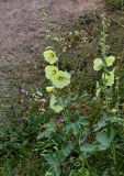 Alcea rugosa