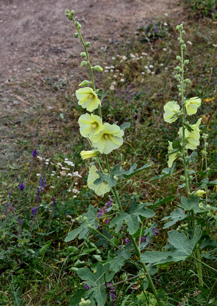 Изображение особи Alcea rugosa.