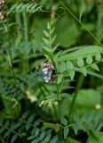 Vicia sepium. Верхушка цветущего и плодоносящего растения с кормящимися (?) муравьями. Армения, обл. Тавуш, Дилижанский национальный парк, берег оз. Парз, ≈ 1300 м н.у.м., опушка широколиственного леса. 22.06.2022.