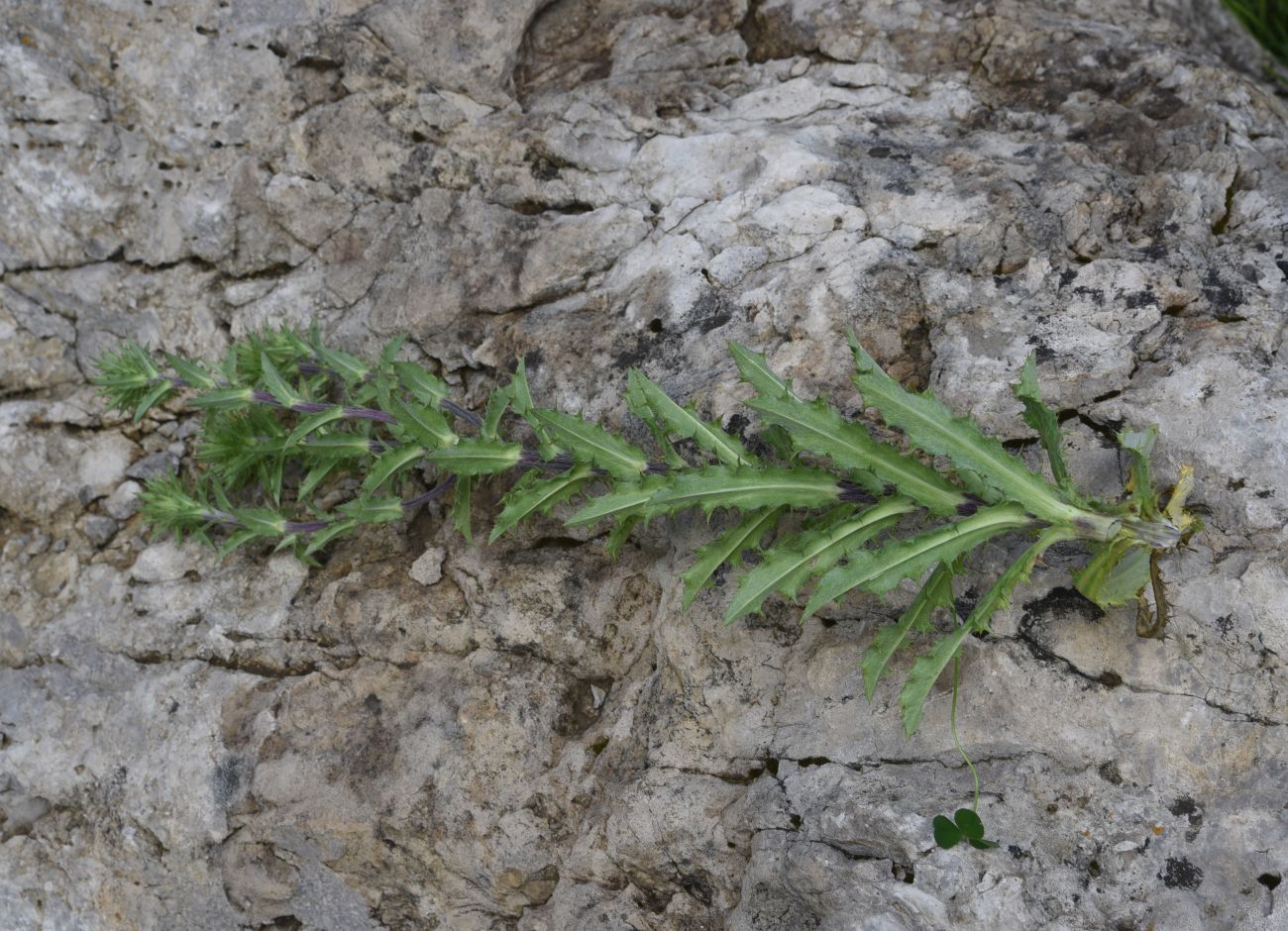 Изображение особи Carlina biebersteinii.