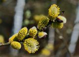 род Salix. Верхушка ветви с соцветиями. Московская обл., Раменский р-н, окр. ж.-д. платформы Хрипань, на залежи. 24.04.2012.