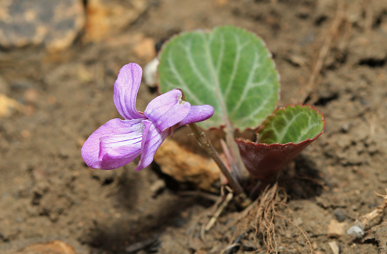 Image of Viola variegata specimen.