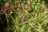 Epilobium hirsutum. Соплодия. Калужская обл., Спас-Деменский р-н, окр. дер. Вдовец, граница луга и зарослей вдоль реки Вдовчанка. 10 сентября 2022 г.