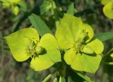 Euphorbia virgata