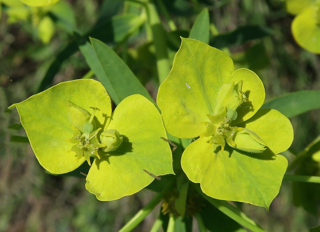 Image of Euphorbia virgata specimen.
